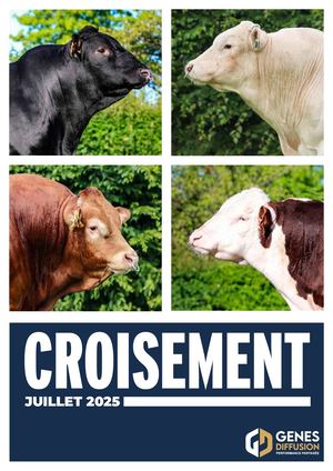 Les taureaux Charolais Optimal destinés au croisement - Juillet 2024