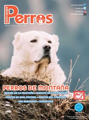 Perros Pura Sangre | Febrero 2024