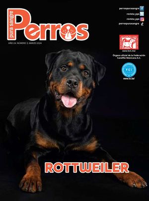 Perros Pura Sangre | Marzo 2024