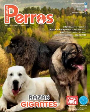 Perros Pura Sangre | Marzo 2025