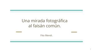 Una Mirada Fotográfica Al Faisán Común