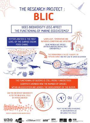 Infographie projet BLIC