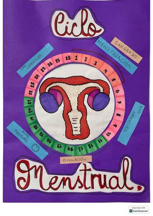 Ciclo Menstrual 7 Grado 2025