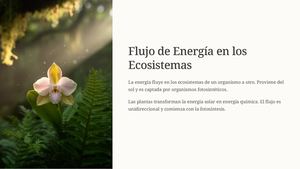 Flujo De Energía En Los Ecosistemas