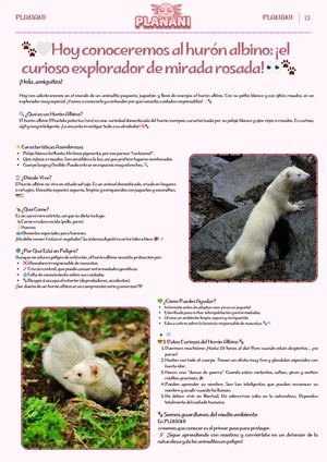 Hoy conoceremos al hurón albino: ¡el curioso explorador de mirada rosada!