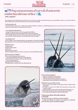 Hoy conoceremos al narval: el unicornio misterioso del mar ártico