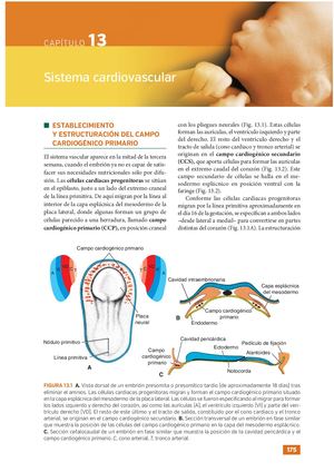 Embriologia Medica Langman 13a Edicion Booksmedicos Org 171 232 20 62