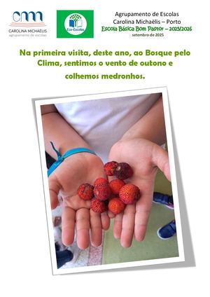 Medronhos da Escola Bom Pastor