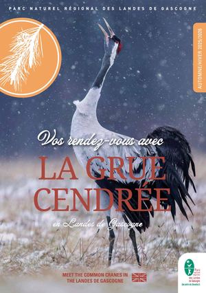 RDV avec la Grue cendrée dans les Landes de Gascogne 2025-2026 PNRLG