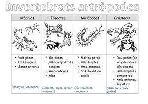Artrópodes I No Artrópodes