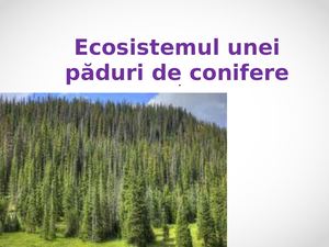 Ecosistemul Unei Paduri De Conifere
