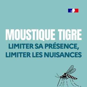 Moustique-Tigre-RS