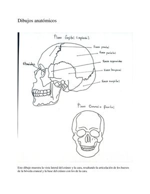 Trabajo 4 Anatomia