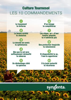 Culture tournesol : les 10 commandements