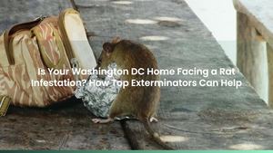 Dc Rat Calaméo - Is Your Washington DC Home Facing a Rat Infestation? How Top ...