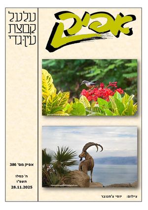אפיק 386 11 2025