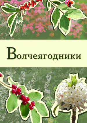 Волчеягодники