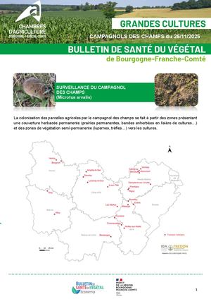 BSV Grandes Cultures Note Campagnols Des Champs 25 11 2025