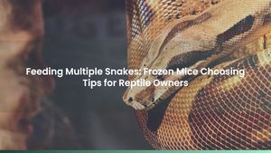 Calaméo - Feeding Multiple Snakes: Frozen Mice Choosing Tips for ...