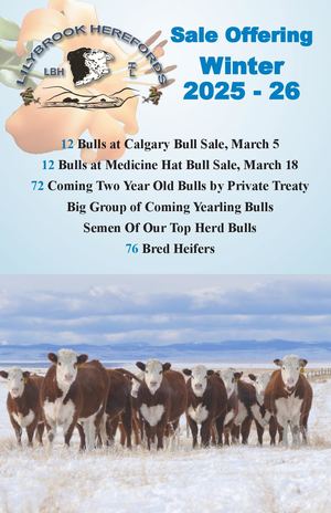 Lilybrook Herefords 2025-2026 Sale Offering
