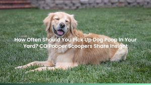 How Often Should You Pick Up Dog Poop In Your Yard? CO Pooper Scoopers Share Insight