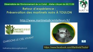 Jeudis de l'Observatoire de l'Environnement - " Espèces menacées du bâti " le 20/11/25 - Martinets d'ici et d'ailleurs