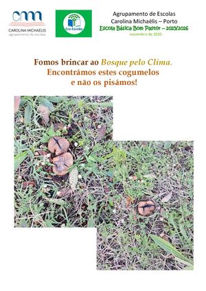 Cogumelos no Bosque pelo Clima