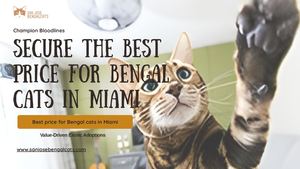 Secure the Best price for Bengal cats in Miami | Value-Driven Exotic Adoptions