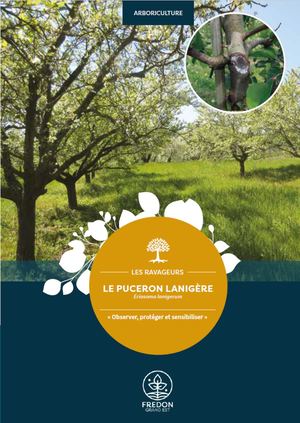 Le puceron lanigère