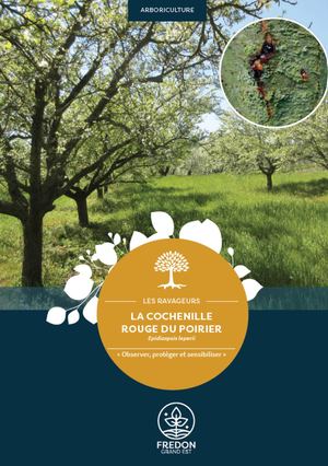 La Cochenille rouge du poirier