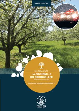 La cochenille du cornouiller