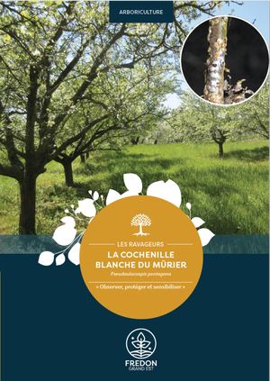 La cochenille blanche du mûrier