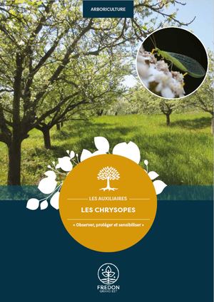 Les chrysopes