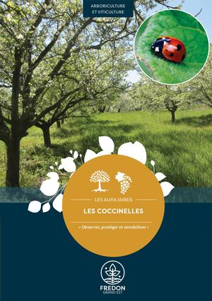 Les coccinelles