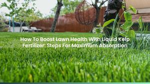 How To Boost Lawn Health With Liquid Kelp Fertilizer: Steps For Maximum Absorption