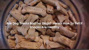 Are Dog Treats Bad For Dogs? Here's How To Tell If Snacks Are Healthy