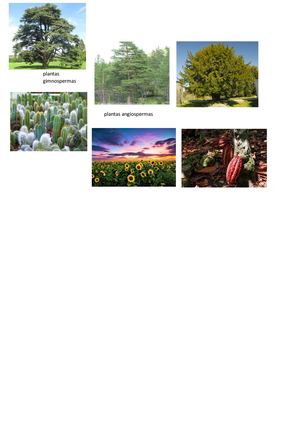 Plantas Gimnospermas