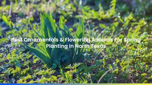 Best Ornamentals & Flowering Annuals For Spring Planting In North Texas