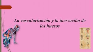 Vascularización e inervación