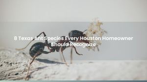 8 Texas Ant Species Every Houston Homeowner Should Recognize