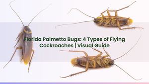 Florida Palmetto Bugs: 4 Types of Flying Cockroaches | Visual Guide