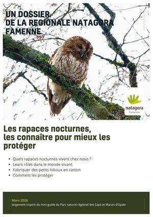 Les Rapaces Nocturnes Les Connaître Pour Mieux Les Protéger