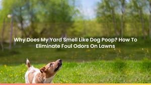 Why Does My Yard Smell Like Dog Poop? How To Eliminate Foul Odors On Lawns