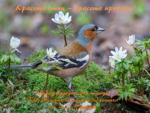 Красота птиц – красота природы!