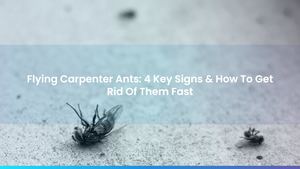 Flying Carpenter Ants: 4 Key Signs & How To Get Rid Of Them Fast