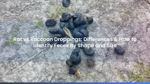 Rat vs Raccoon Droppings: Differences & How to Identify Feces By Shape and Size