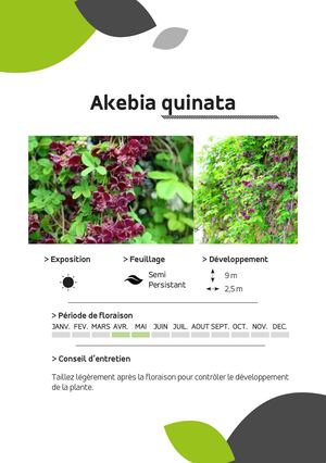 Calaméo - Akebia Quinata