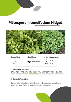 Pittosporum Tenuifolium Midget