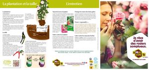 Je rêve d'avoir des rosiers somptueux LaMaison.fr