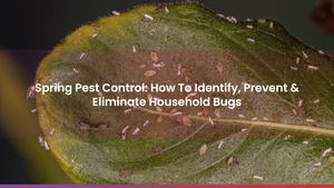 Calaméo - Spring Pest Control: How To Identify, Prevent & Eliminate ...